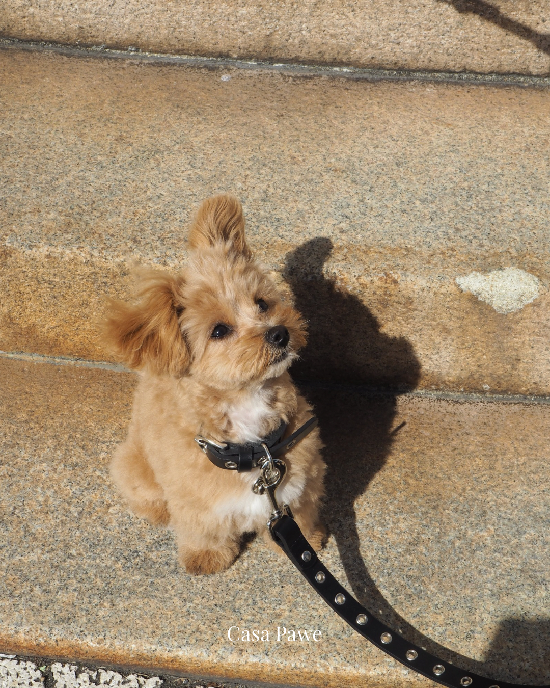 犬と暮らすと幸福度は上がる？研究からわかる「犬のいる暮らし」がもたらす心の豊かさ