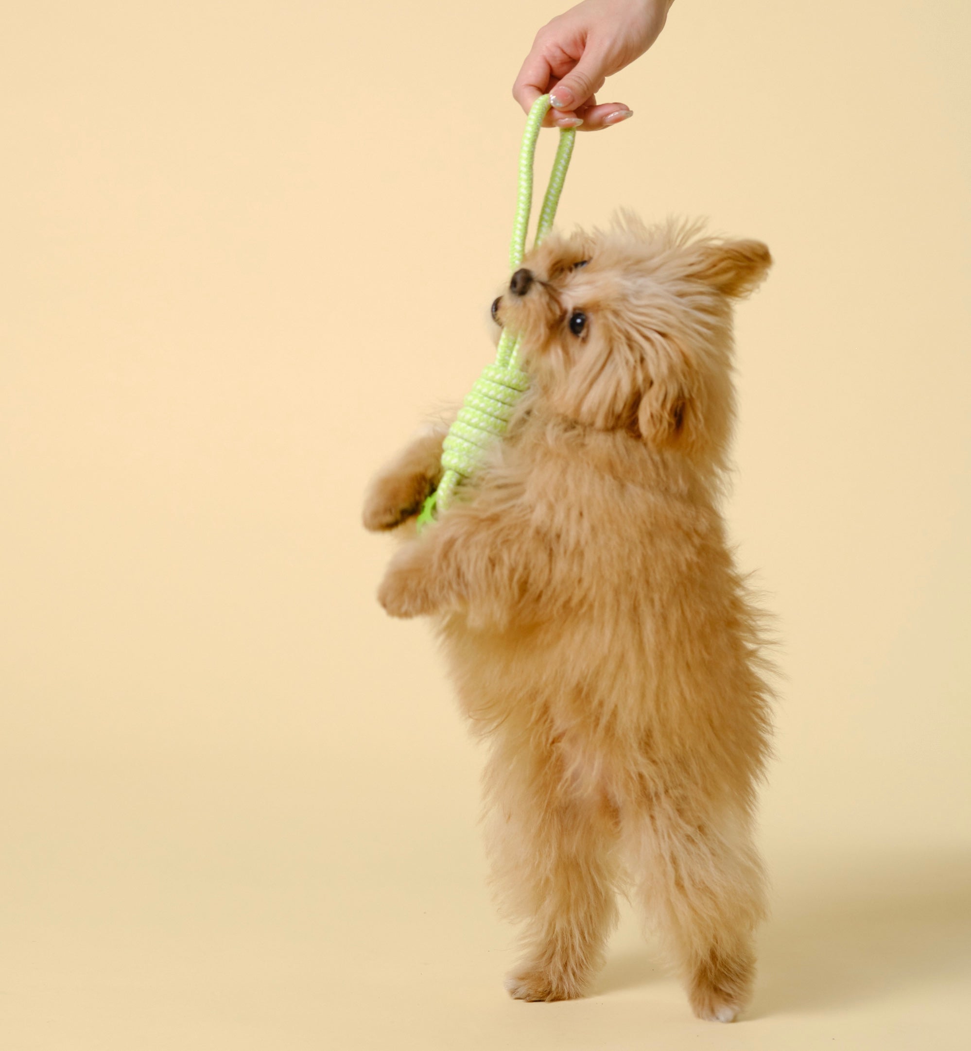 犬との暮らしを豊かにするアイデア10選｜毎日がもっと楽しく、もっと幸せに