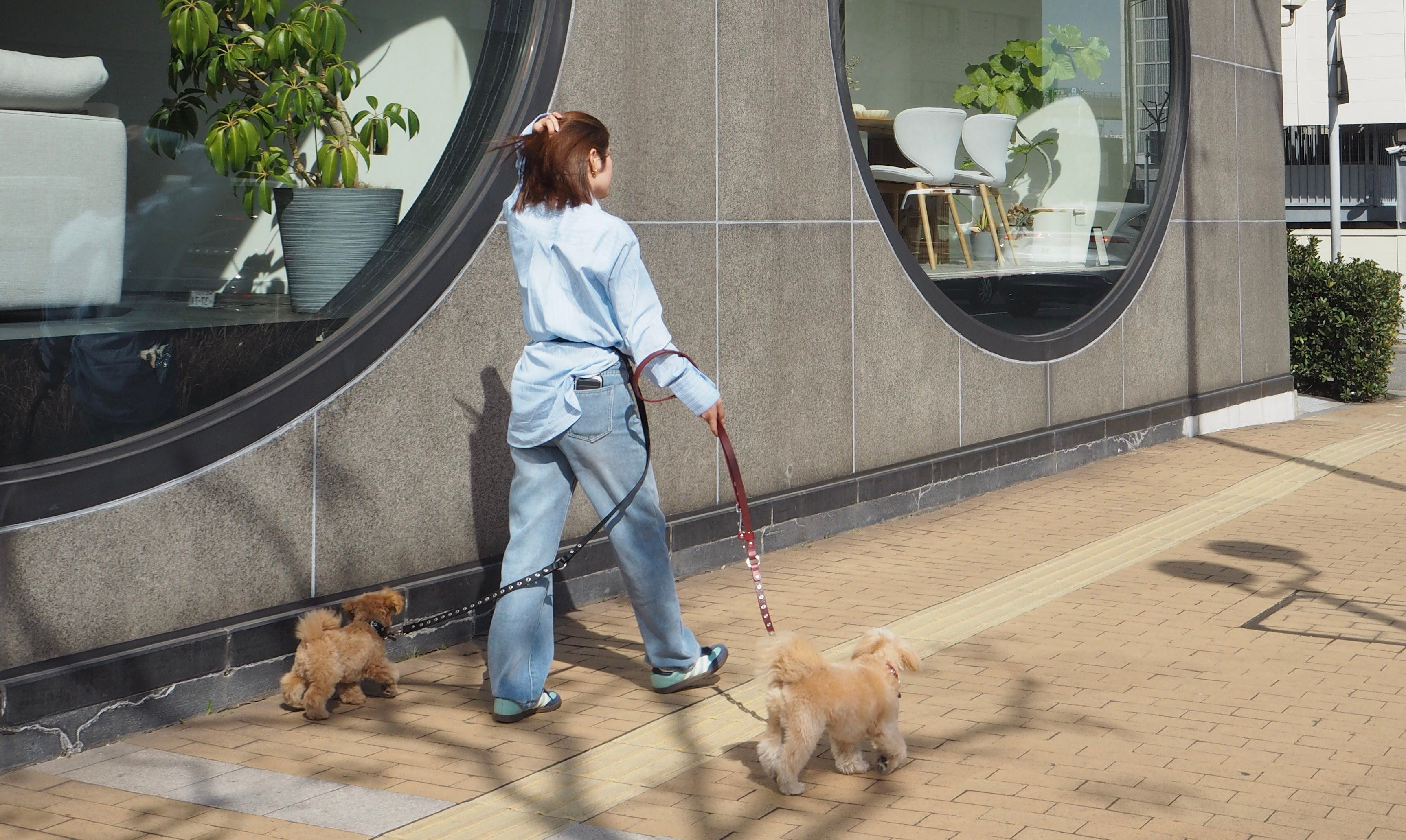 犬の散歩時間の目安【犬種・年齢別】毎日どれくらい歩けばいい？