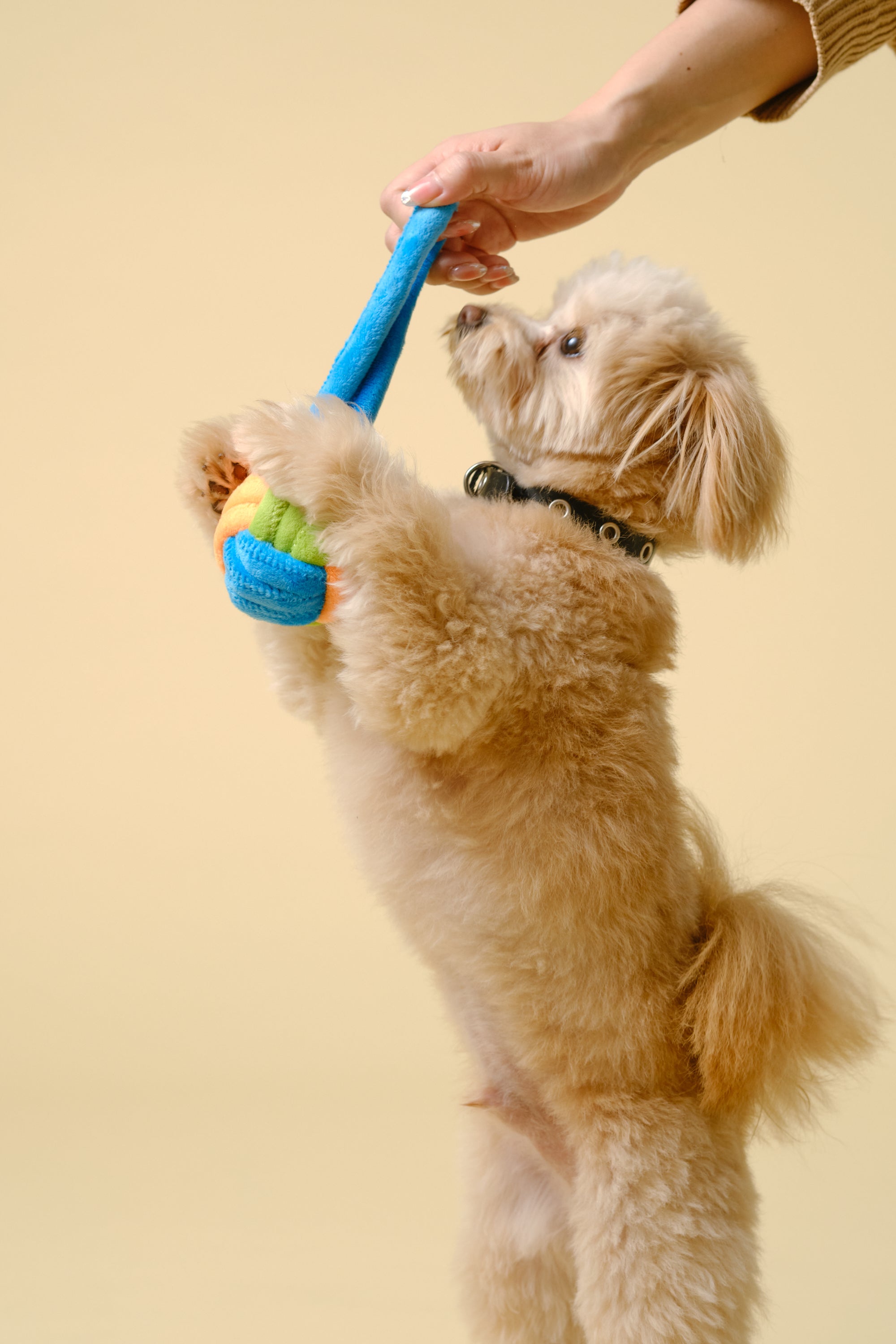 【狗狗玩具】带手柄软球