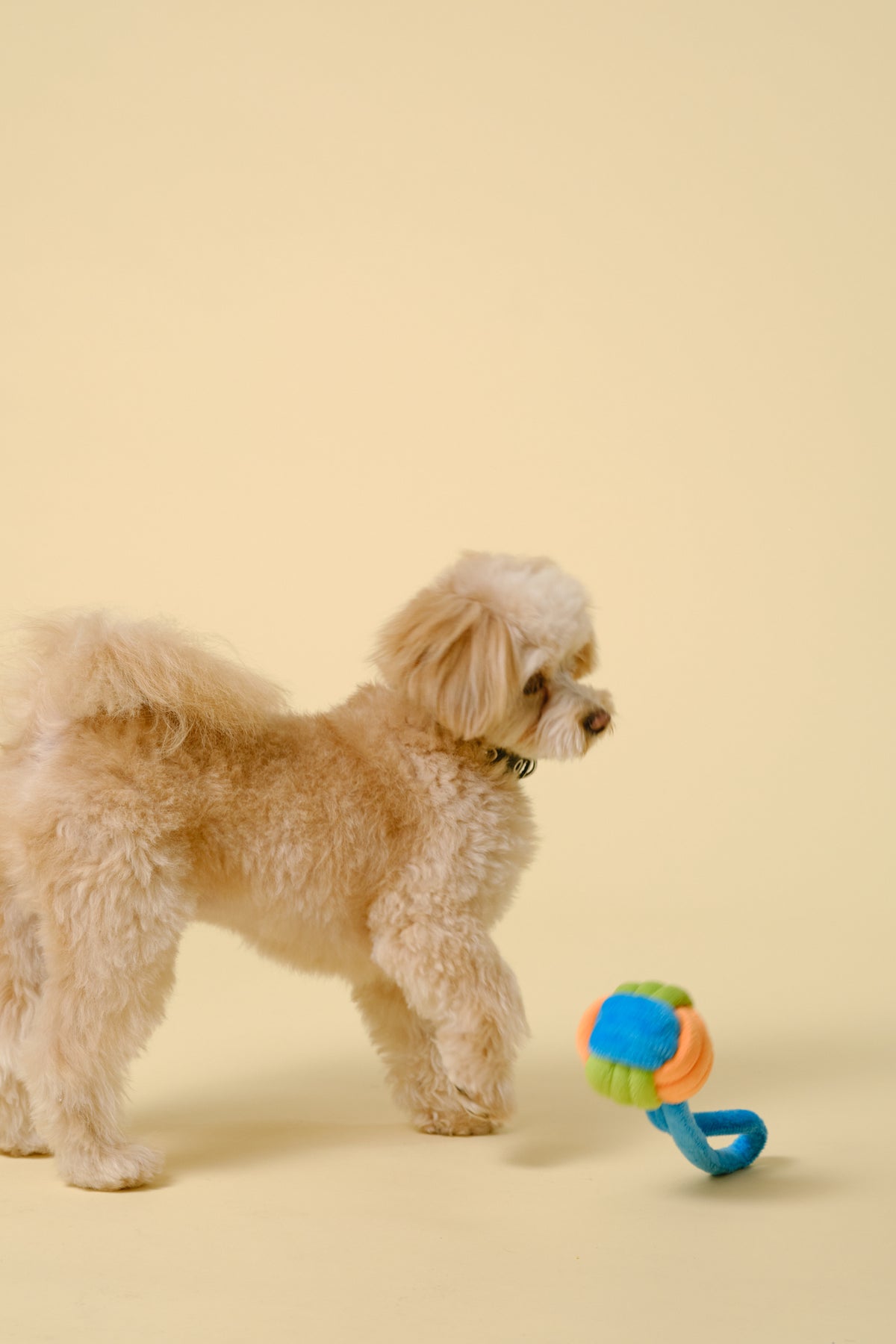 【犬用おもちゃ】チュー＆タグ ロープトイ