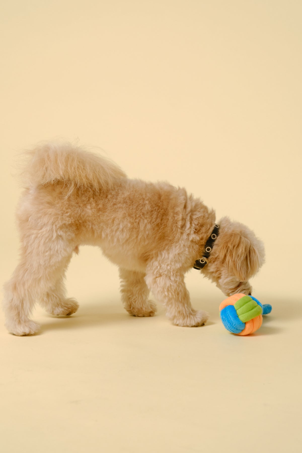 【犬用おもちゃ】チュー＆タグ ロープトイ