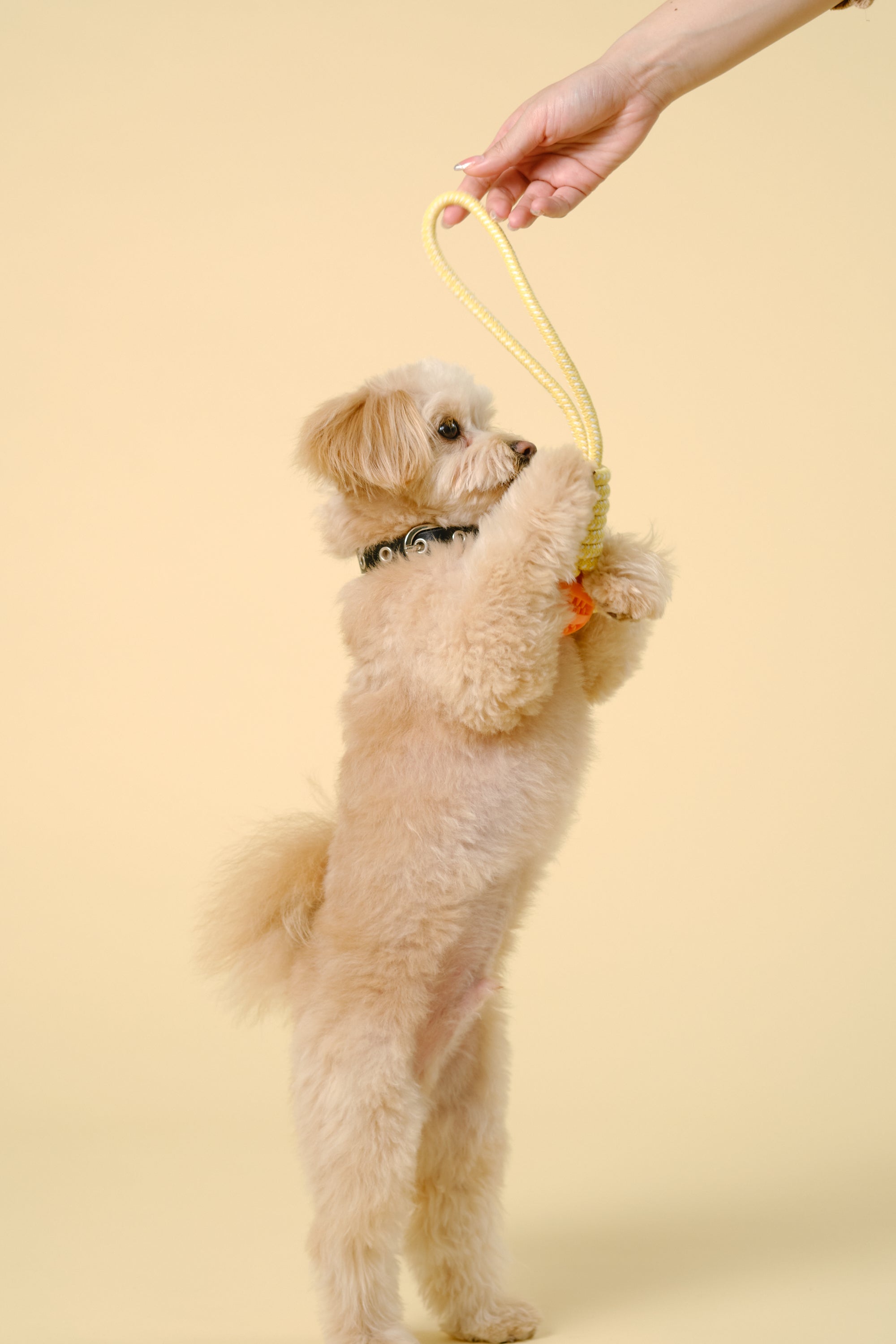 【狗狗玩具】带绳球形玩具