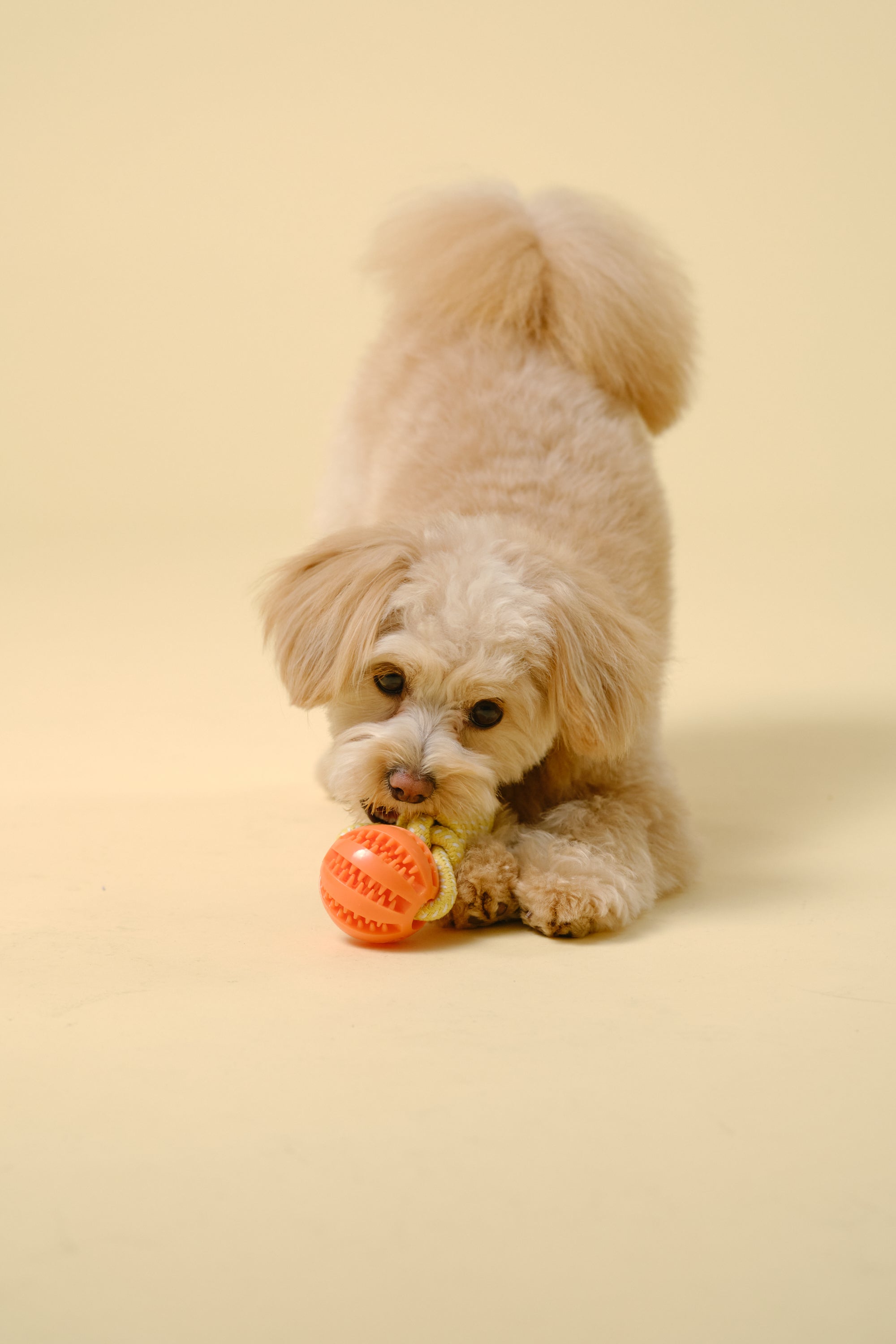 【狗狗玩具】带绳球形玩具