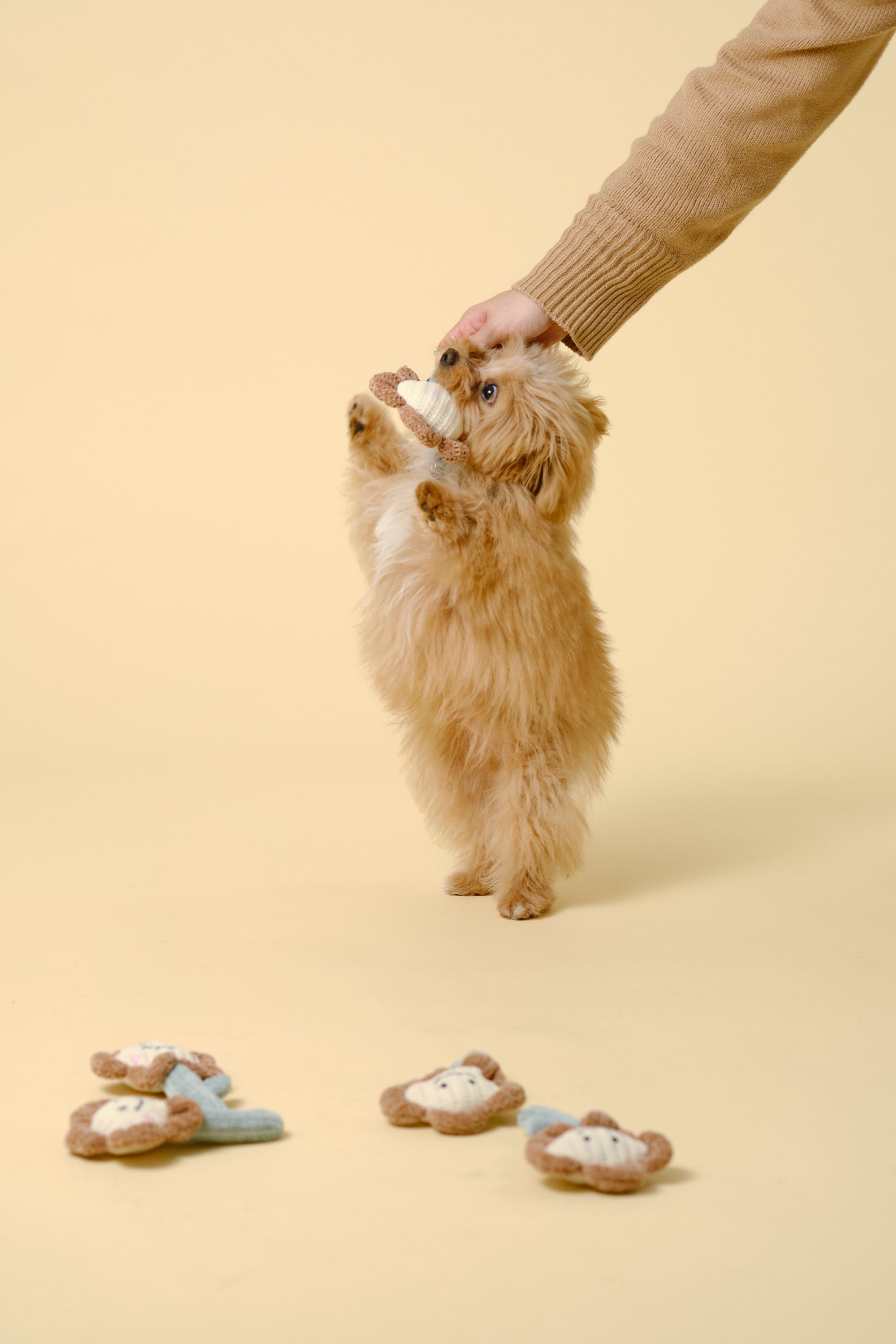 【狗狗玩具】迷你软体玩具（花朵）