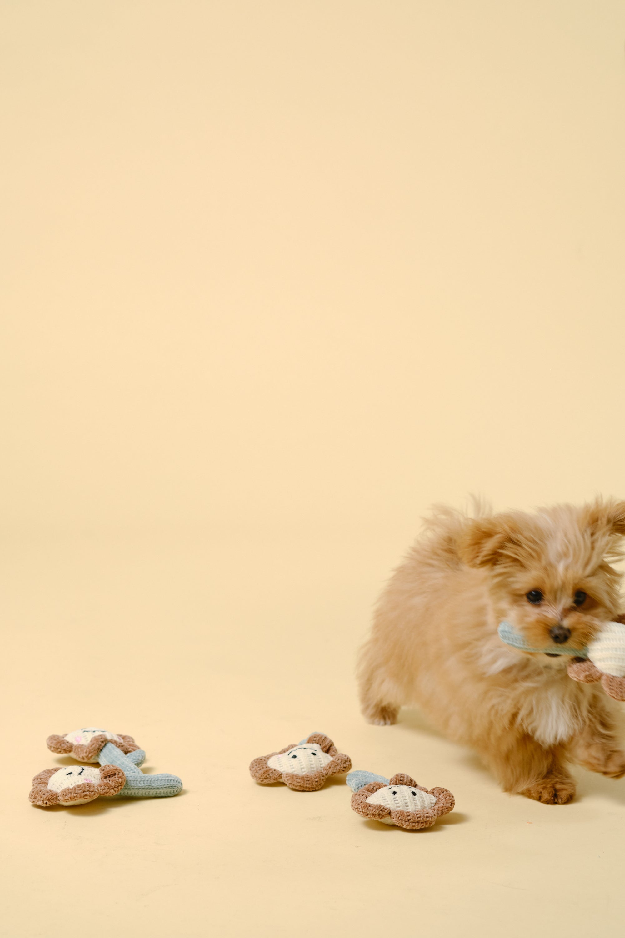 【狗狗玩具】迷你软体玩具（花朵）