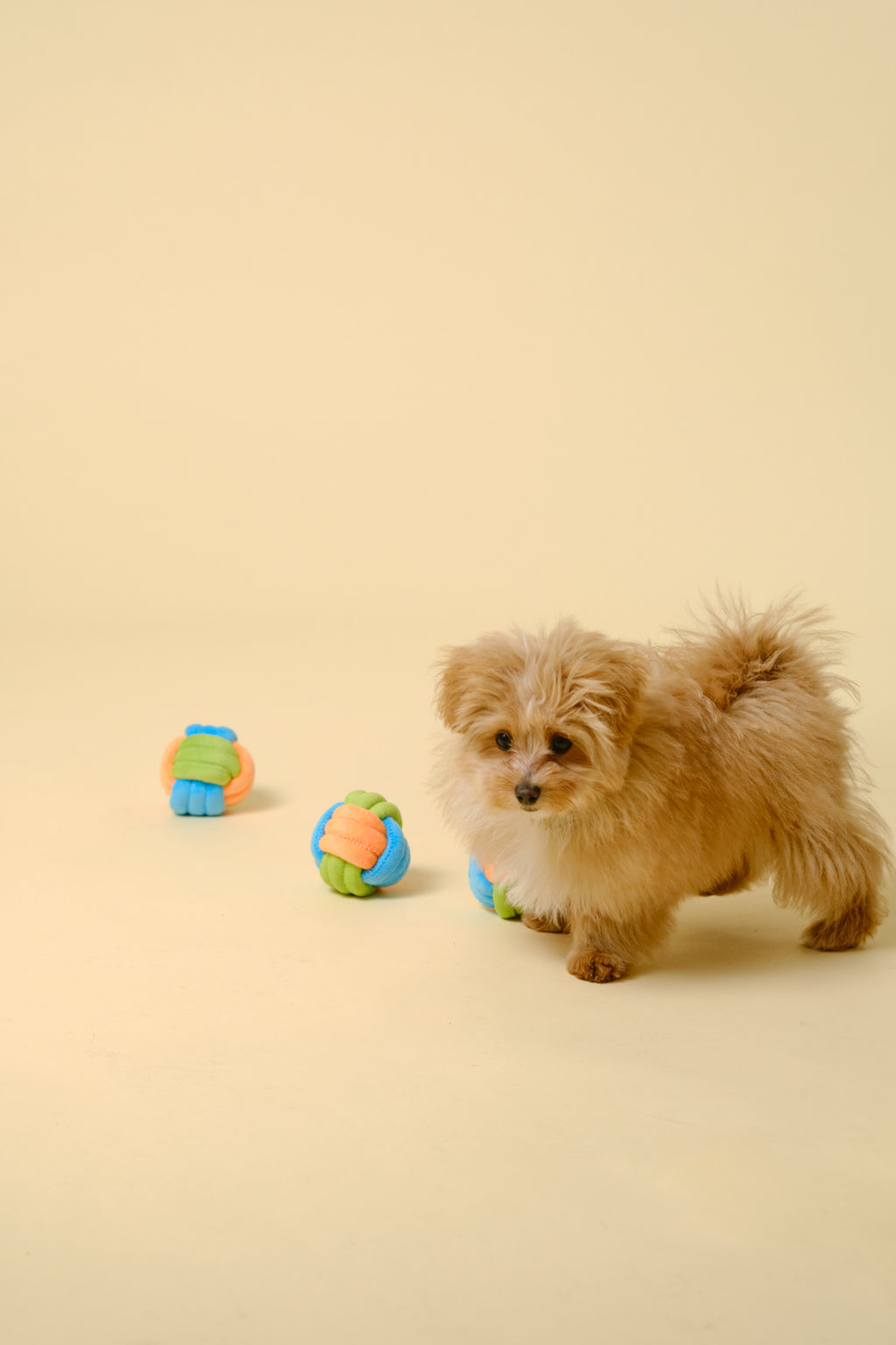 【犬用おもちゃ】デンタルボール