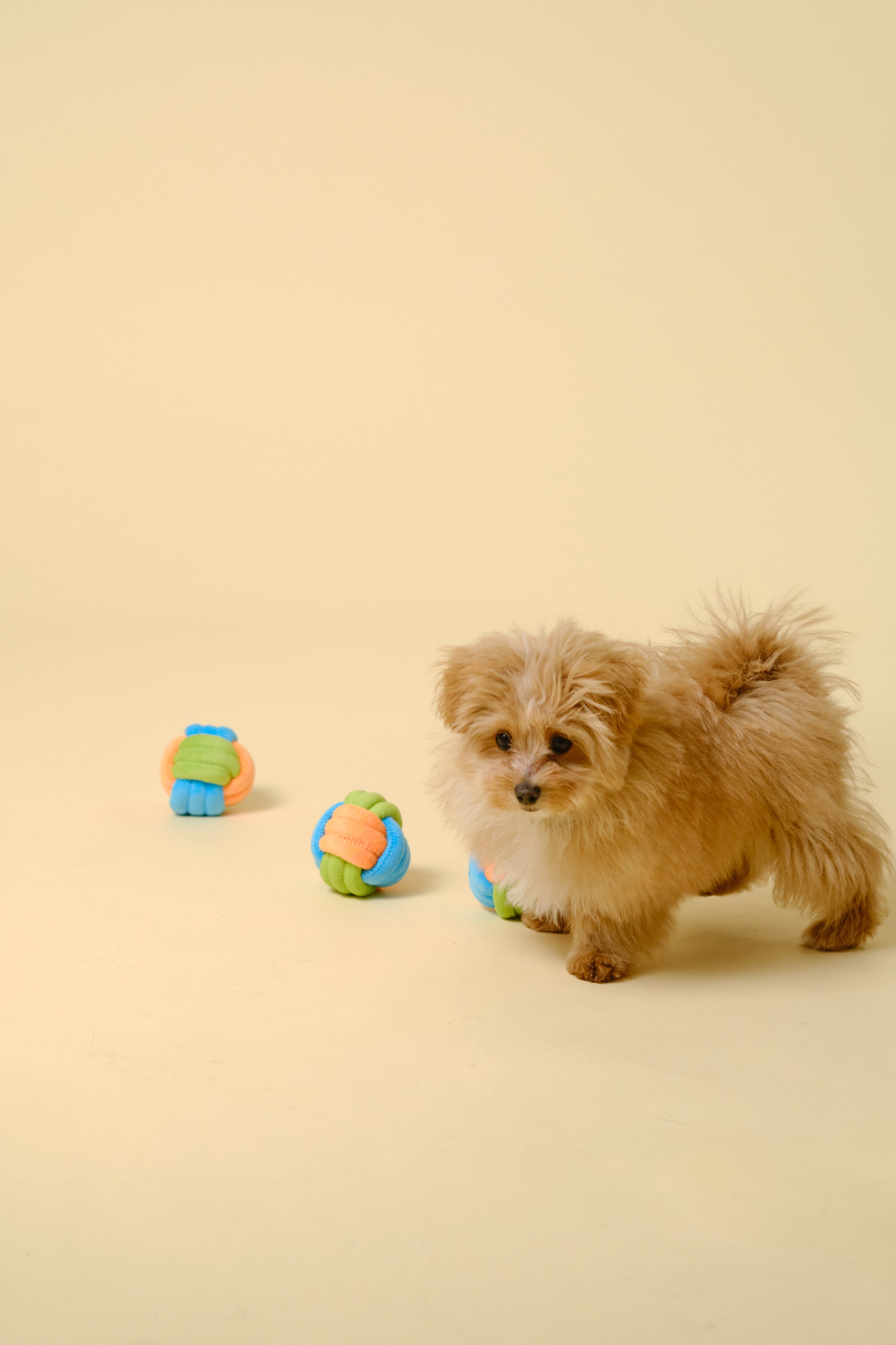 【犬用おもちゃ】デンタルボール