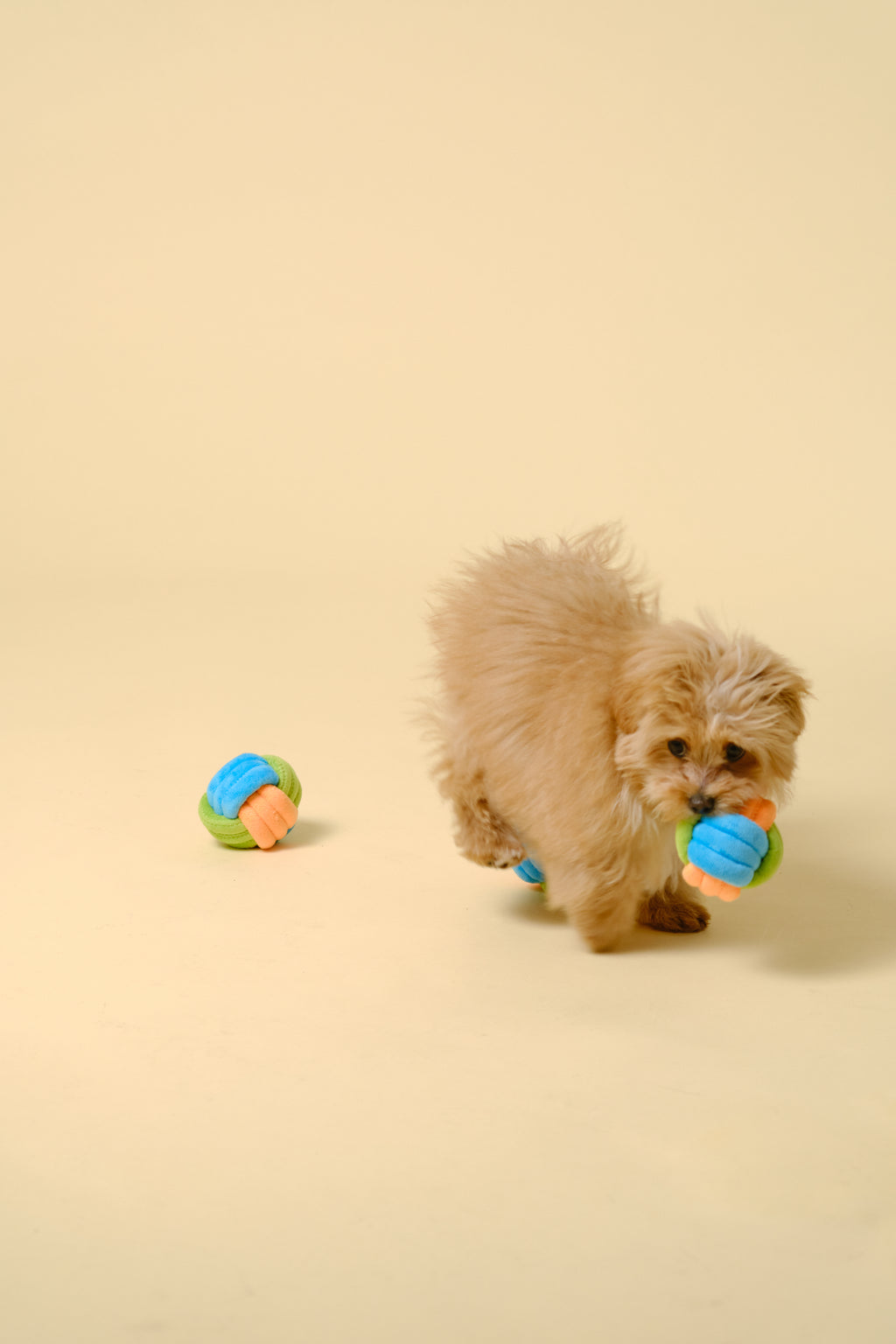 【犬用おもちゃ】デンタルボール