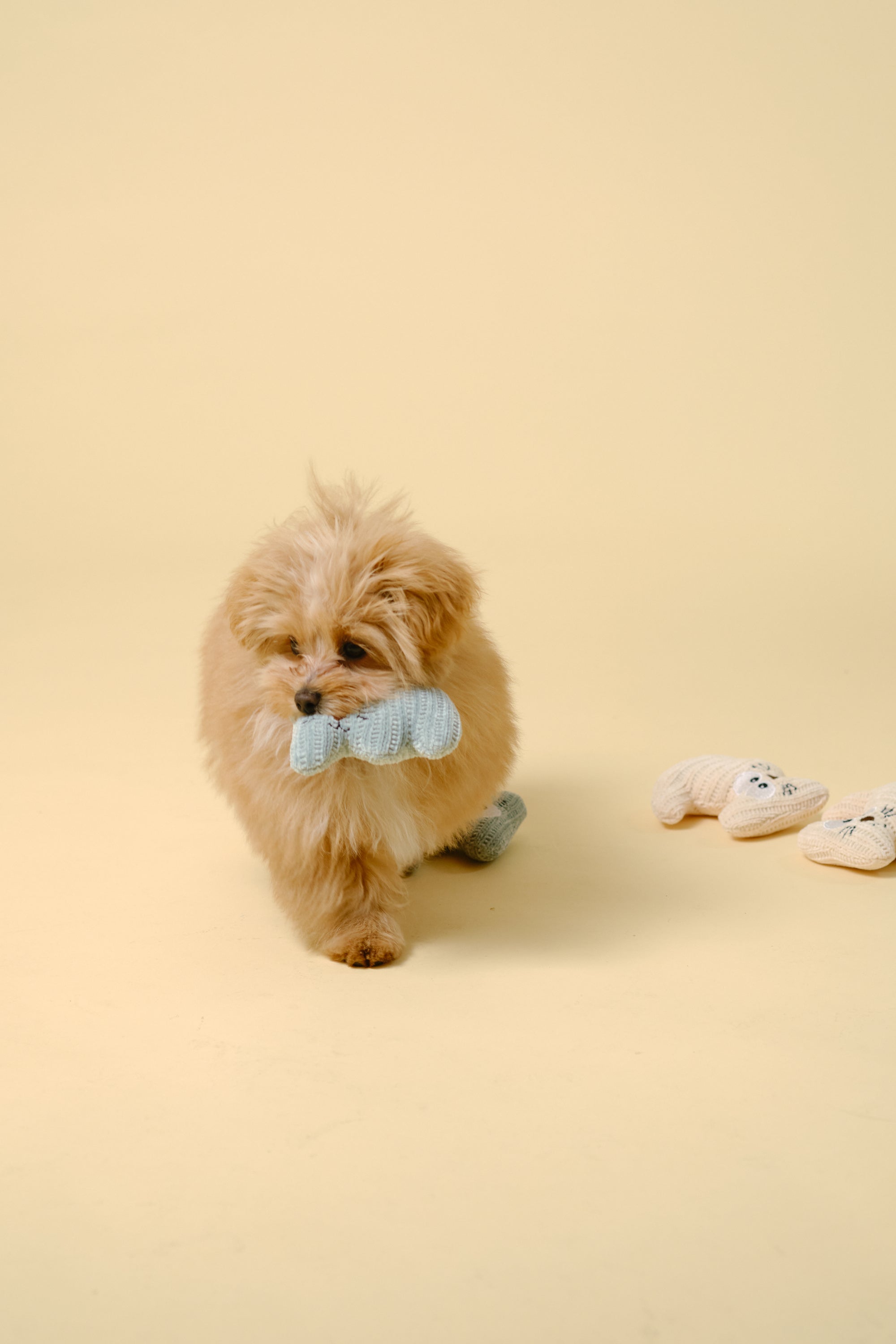 【狗狗玩具】迷你软体玩具（猫）