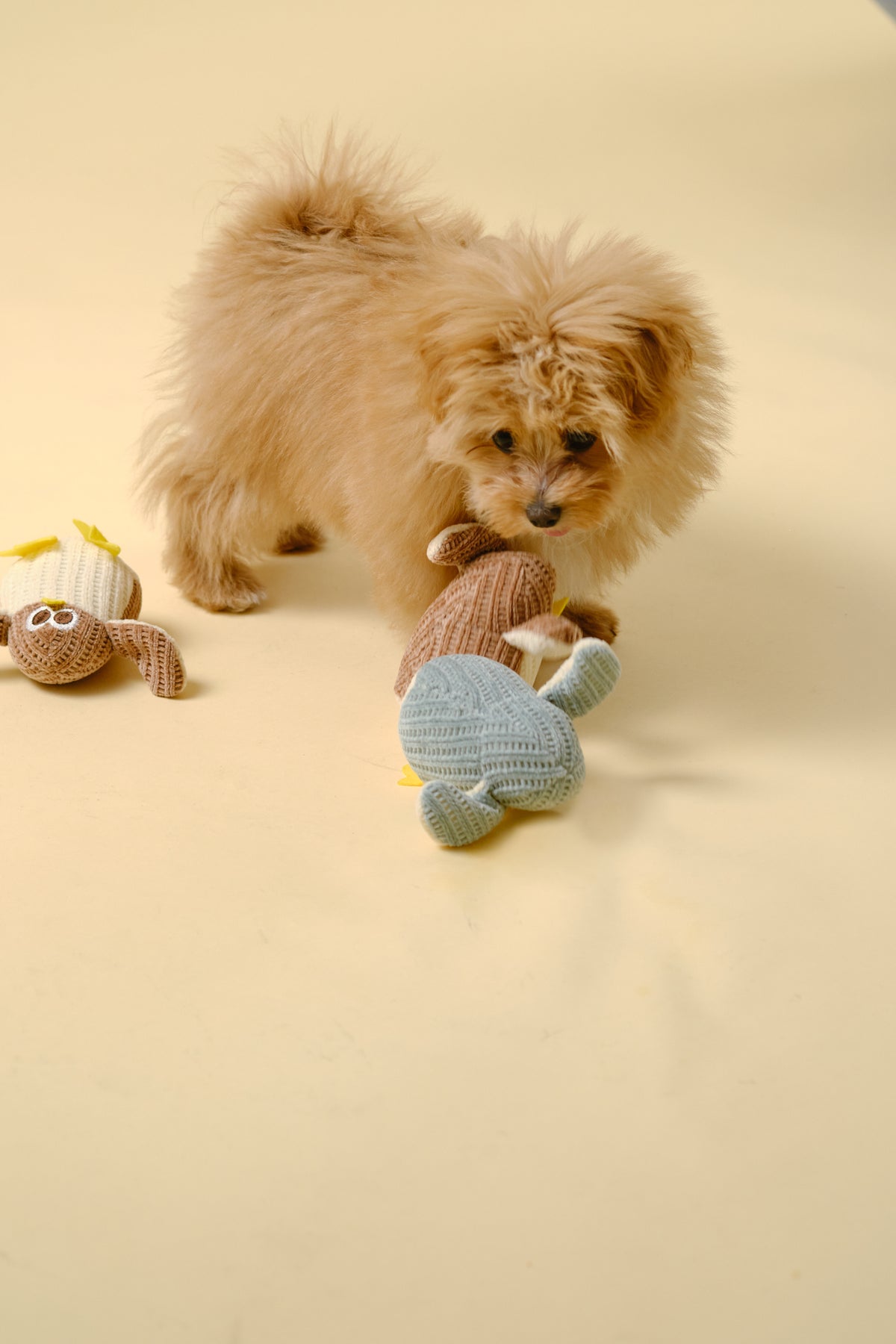 [Dog Toy] Mini Soft Toy (Chick)