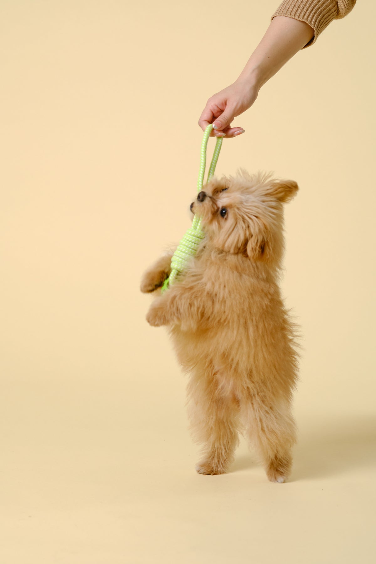 【犬用おもちゃ】トリーツディスペンサー付きデンタルロープトイ