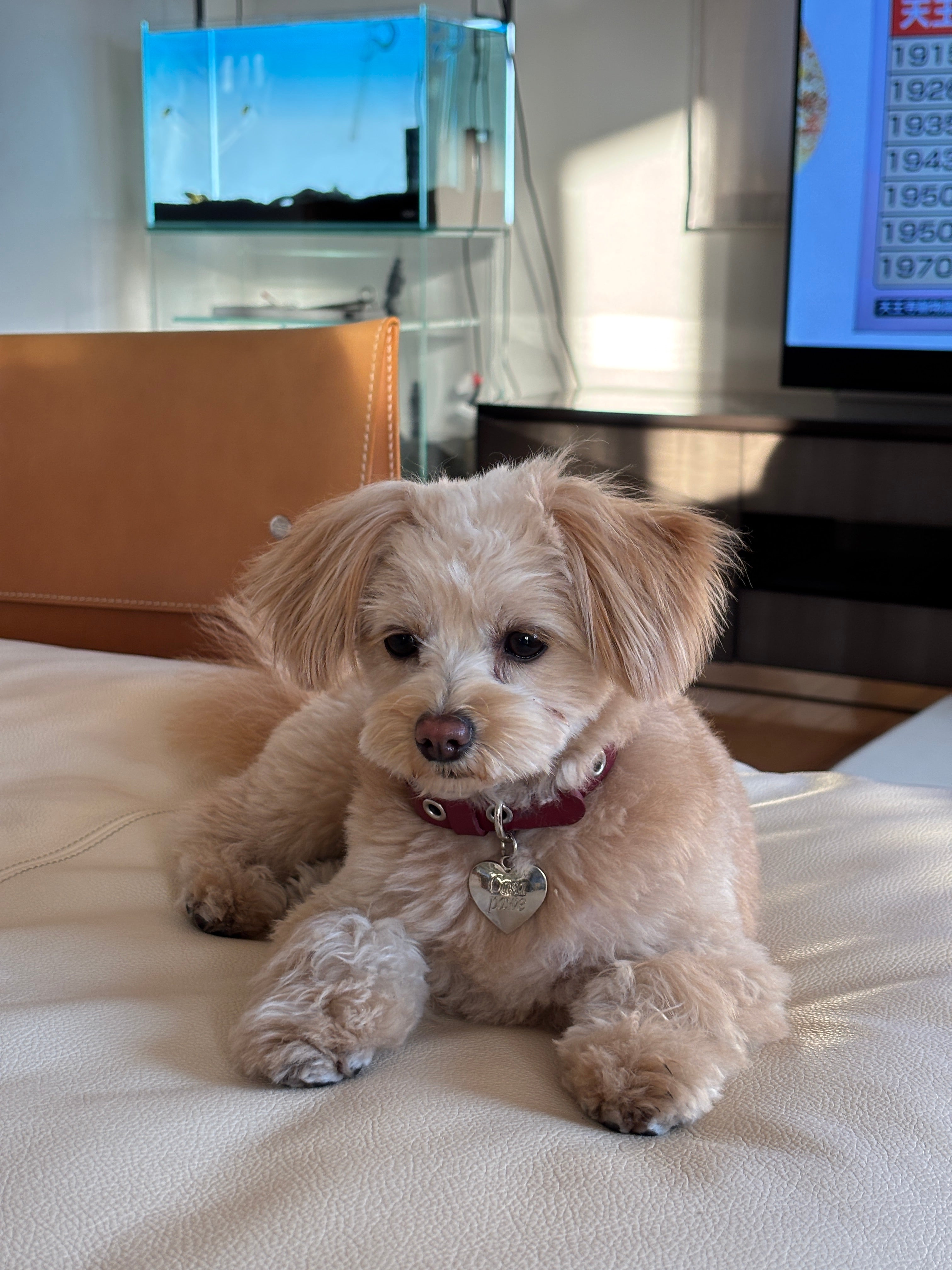 【项圈】红色皮革系列