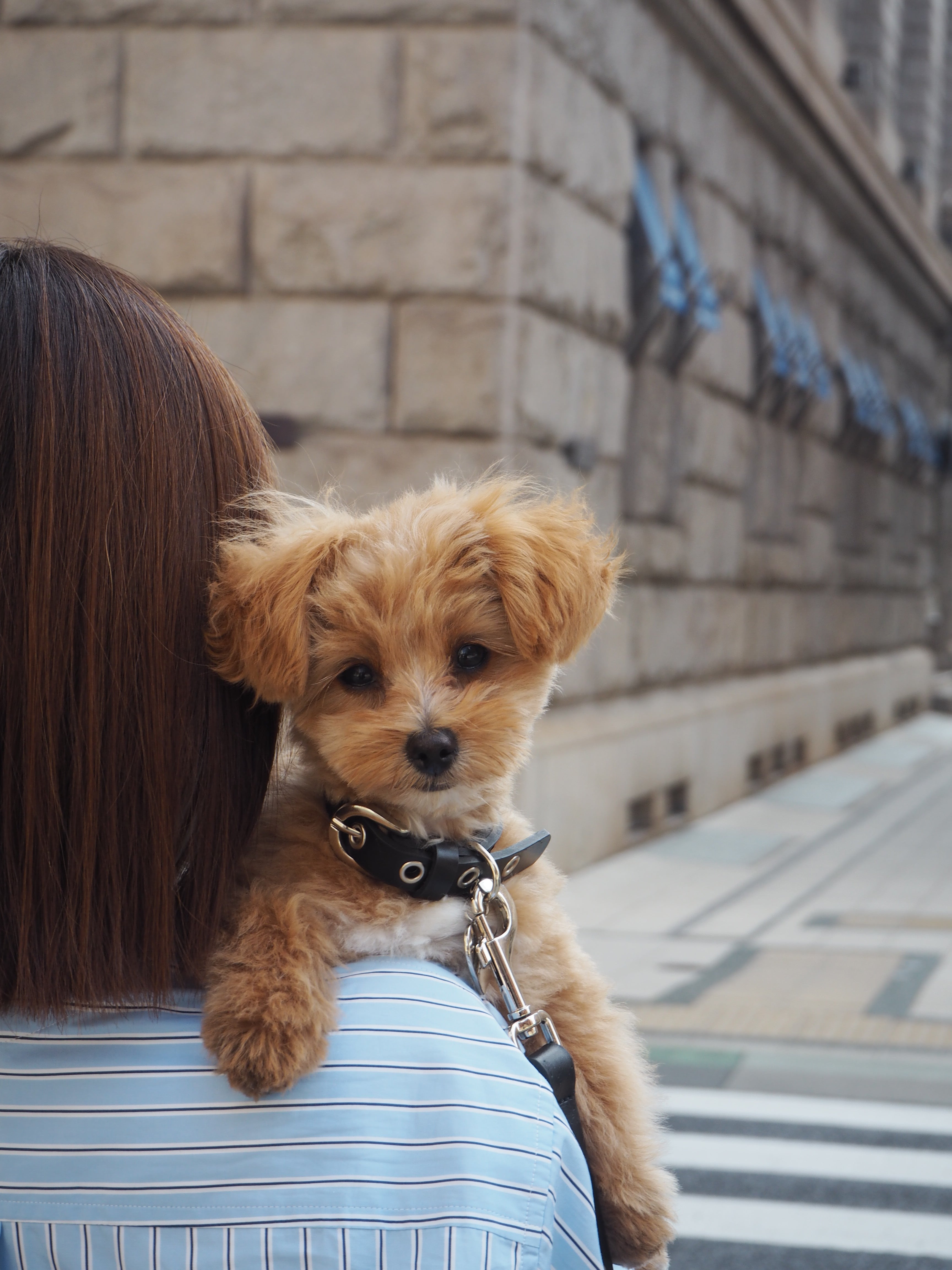 【项圈】皮革系列黑色款