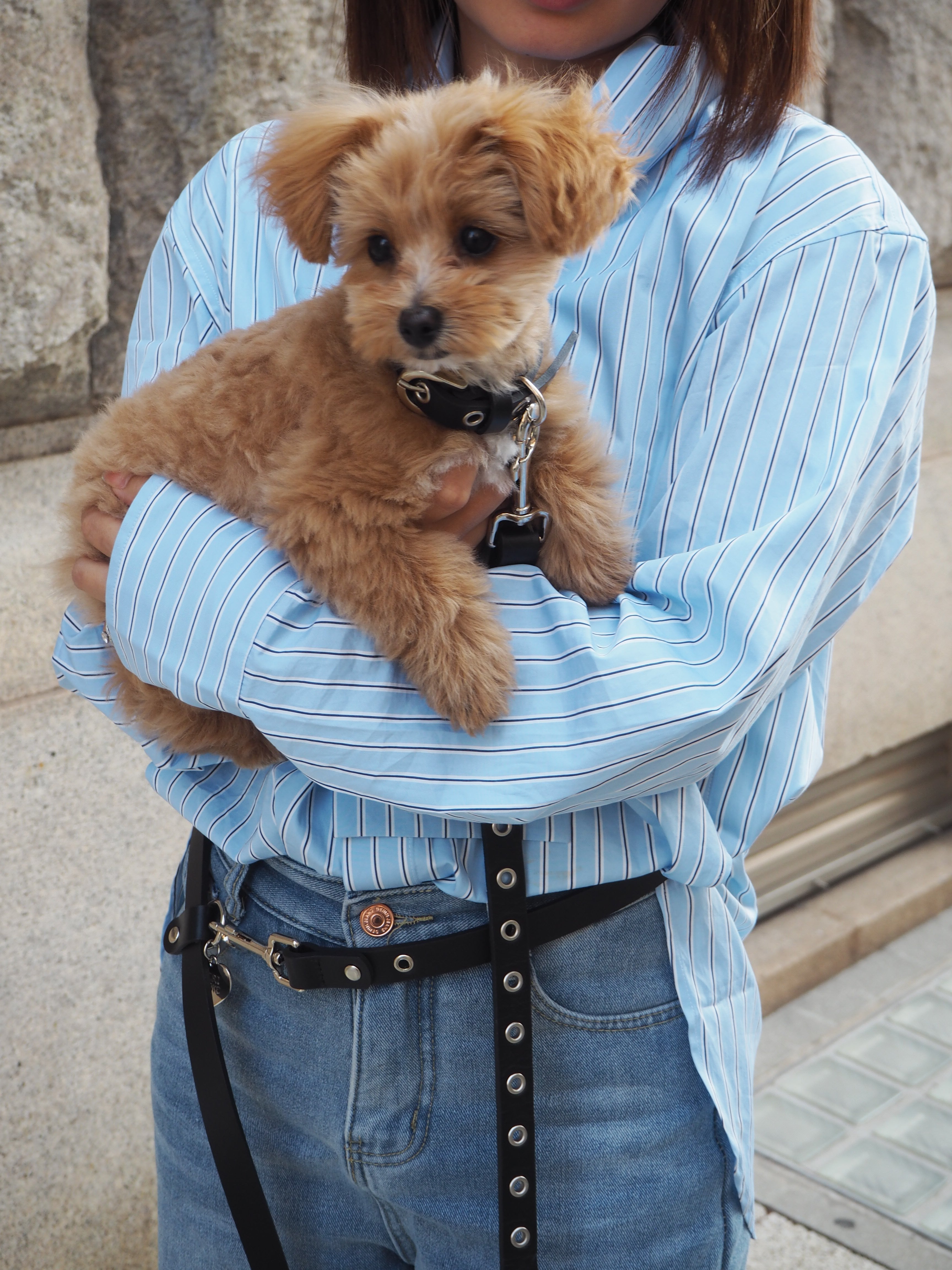 【三向牵引绳】皮革系列 黑色