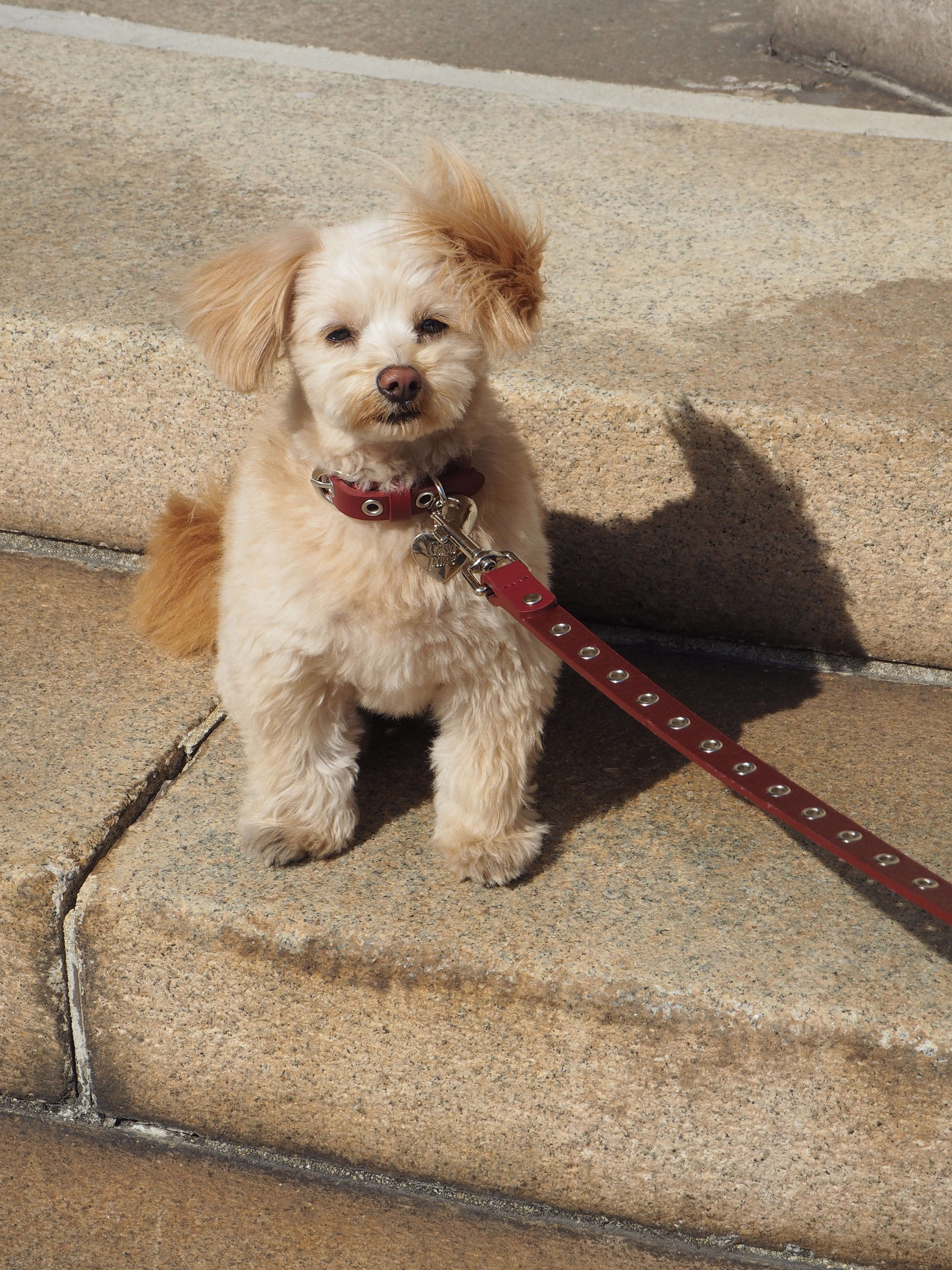 【项圈】红色皮革系列