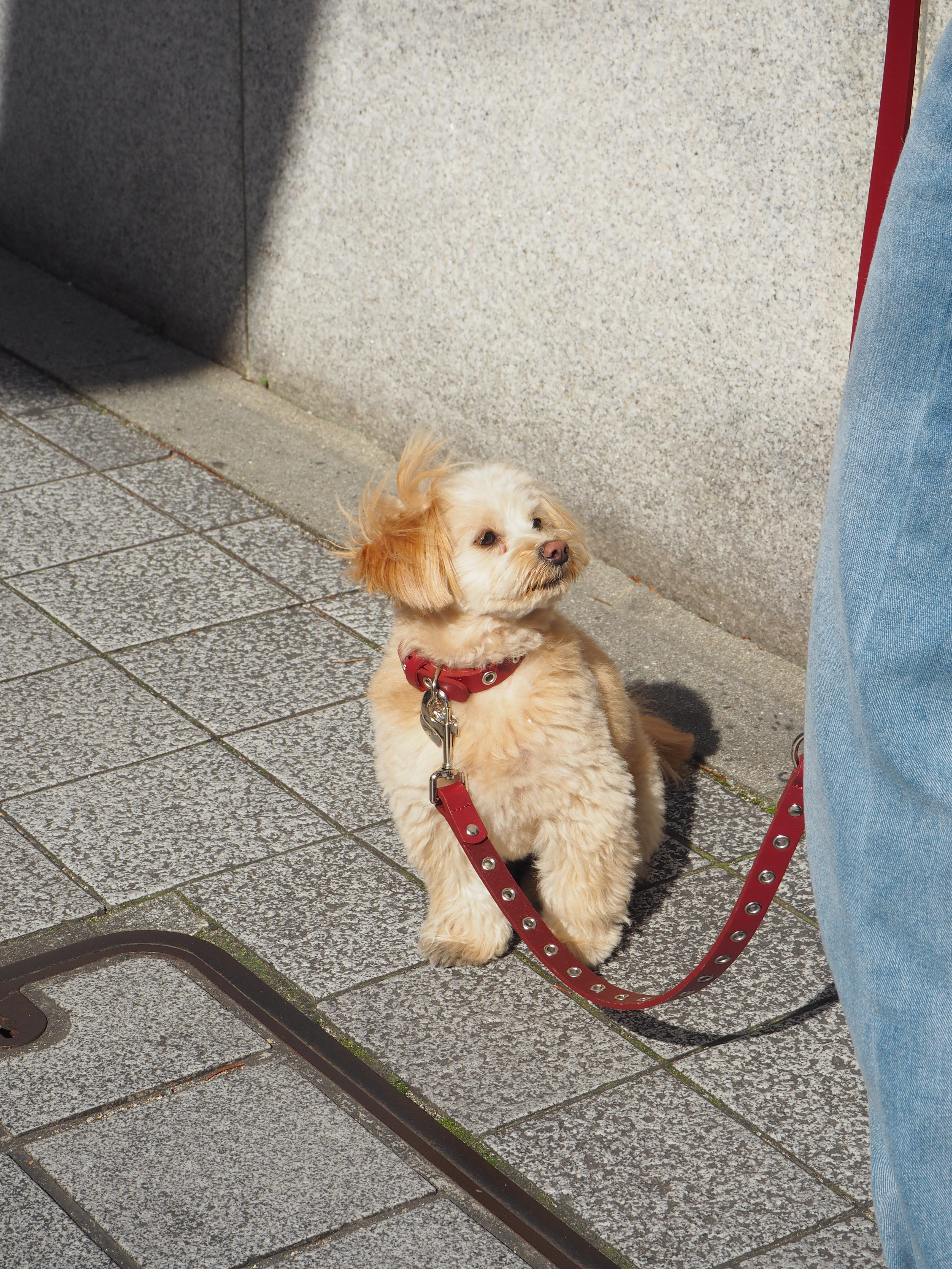 【三向牵引绳】皮革系列红色