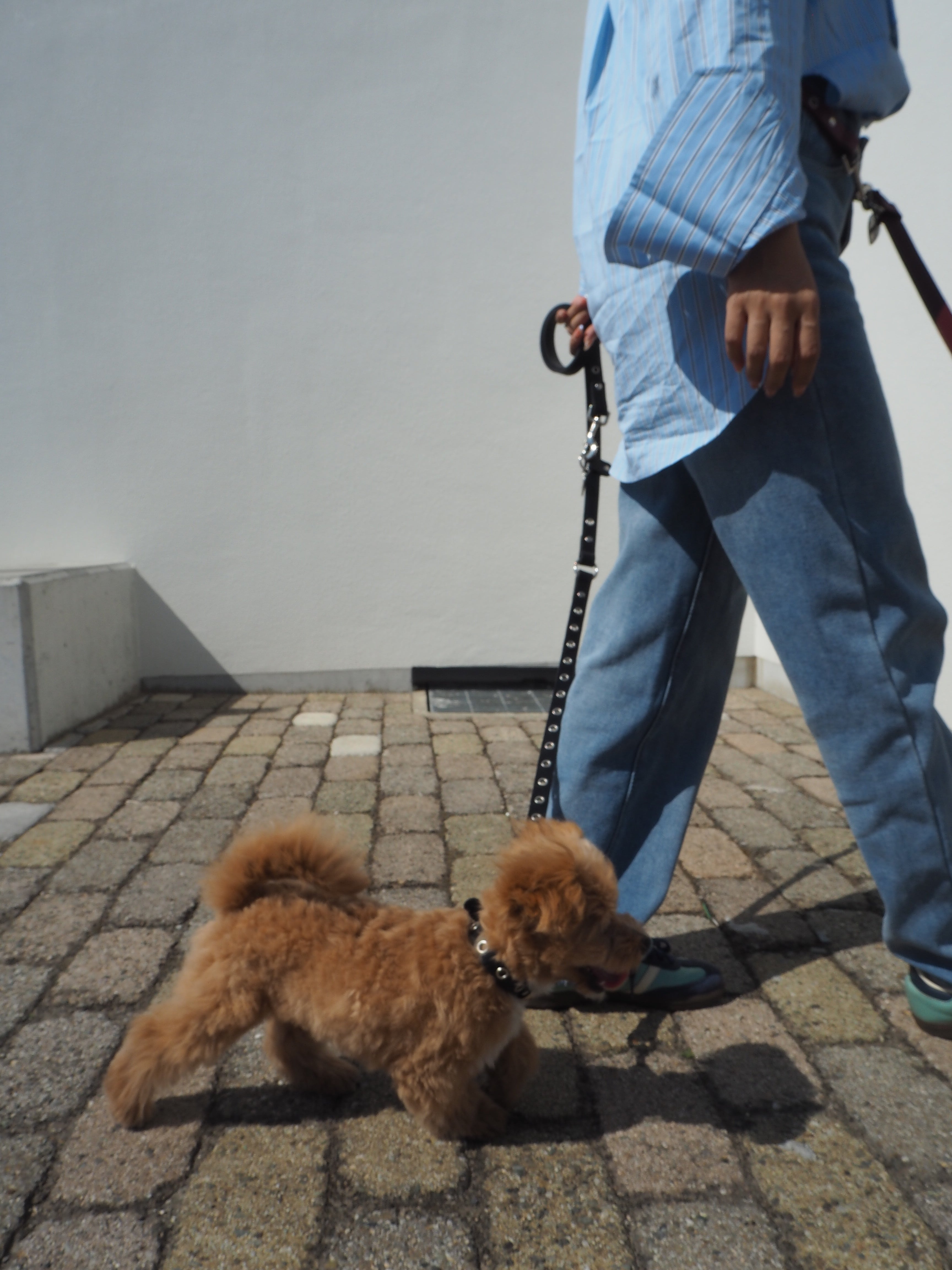 【三向牵引绳】皮革系列 黑色